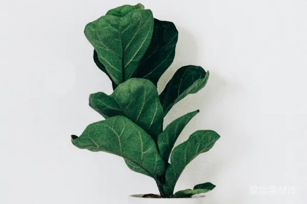 高清摄影 简约绿植插图