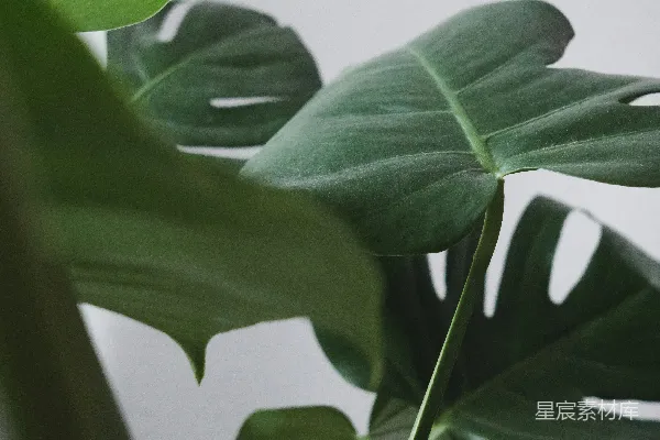 高清摄影 热带植物的自然之美