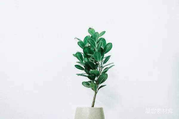 高清摄影 简约绿植插图