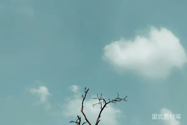 高清摄影 枯木与蓝天
