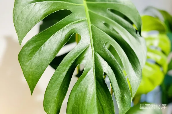 高清摄影 龟背竹叶片特写