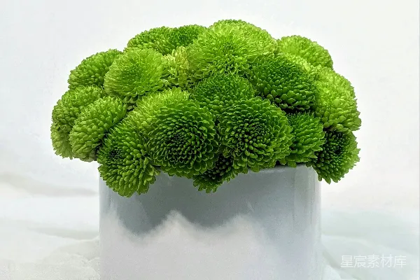 高清摄影 清新绿色菊花花艺