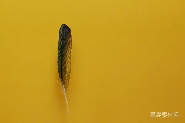 高清摄影 羽毛与黄色背景