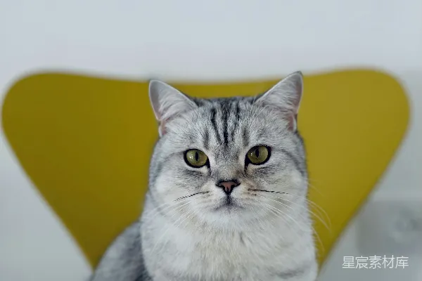 高清摄影 猫咪凝视