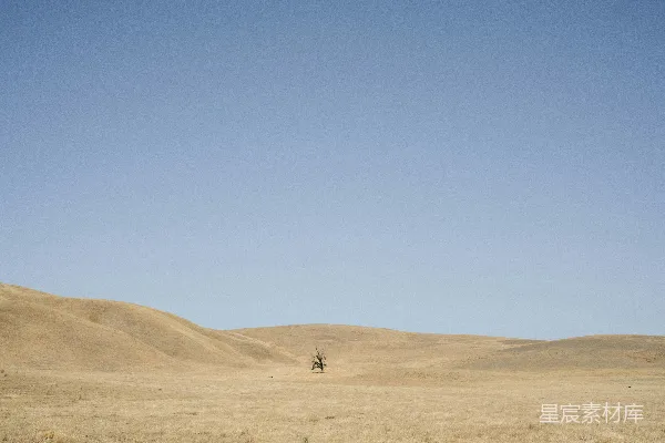 高清摄影 孤树荒原