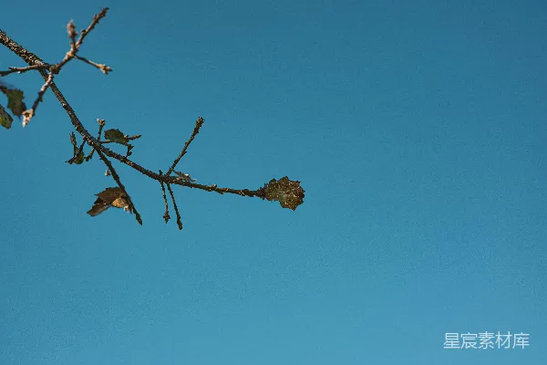 高清摄影 蓝天下的枯枝与孤叶