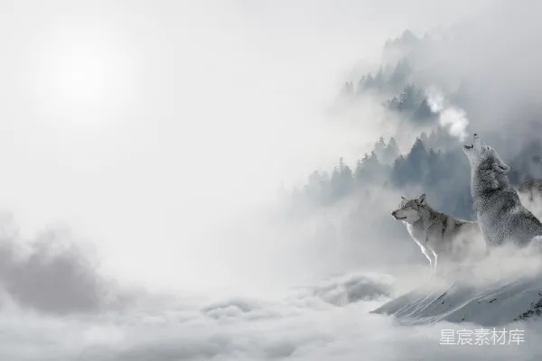 高清摄影 雪林中的狼群