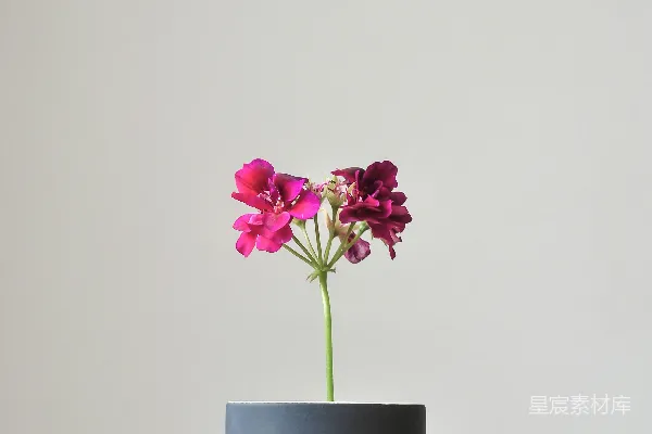 高清摄影 简约花瓶中的紫色花朵