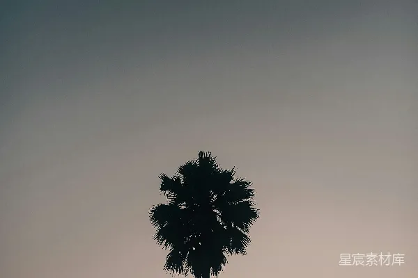 高清摄影 日落时分的棕榈树剪影
