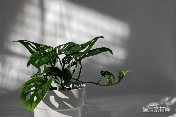 高清摄影 光影下的绿植