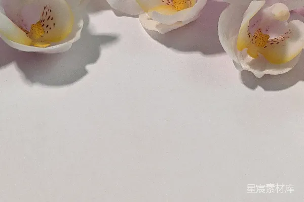 高清摄影 白兰花开