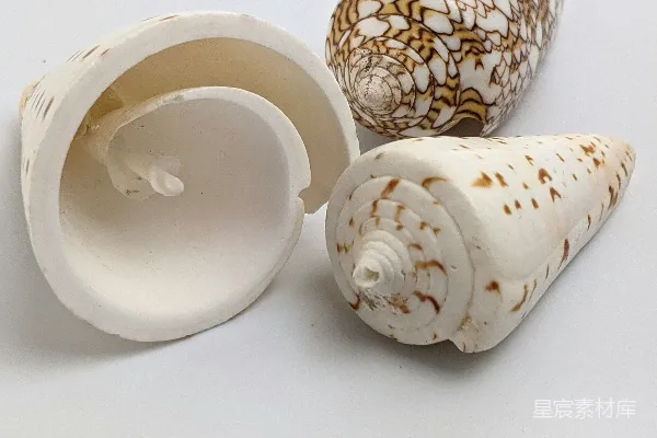 高清摄影 贝壳特写：自然的艺术品