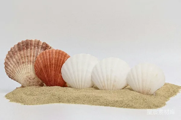 高清摄影 贝壳与沙堆