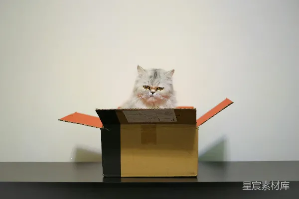 高清摄影 猫与纸箱