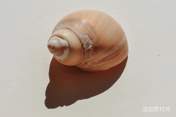 高清摄影 海滩上的贝壳