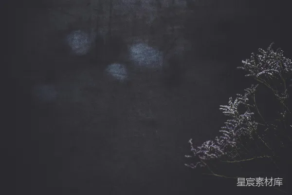 高清摄影 暗夜中的紫色花影