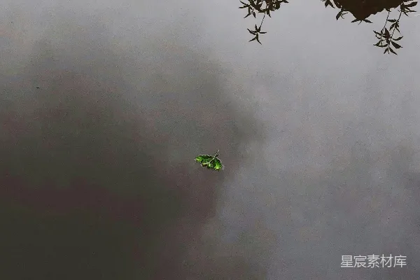 高清摄影 水中的倒影与落叶