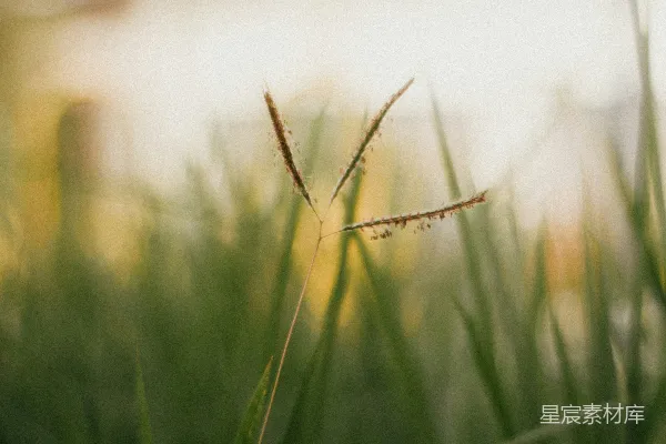 高清摄影 晨光中的稻草