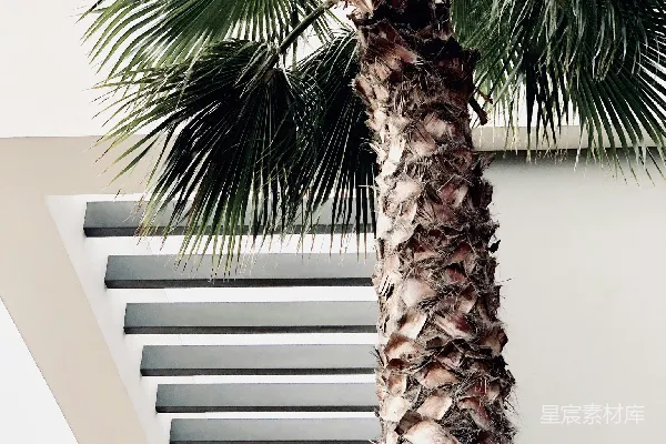 高清摄影 棕榈树下的现代建筑