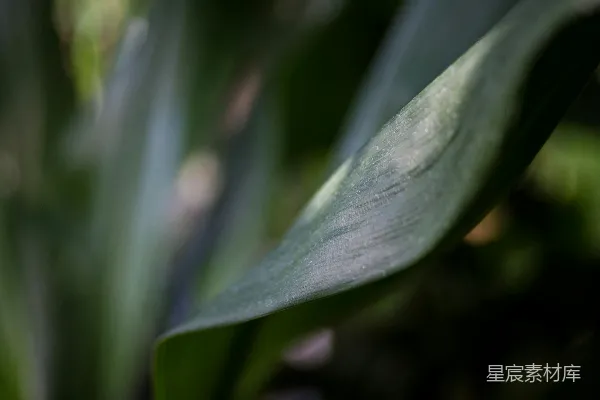 高清摄影 雨后竹叶的细腻纹理