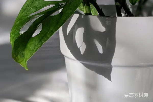 高清摄影 光影与植物的和谐共生