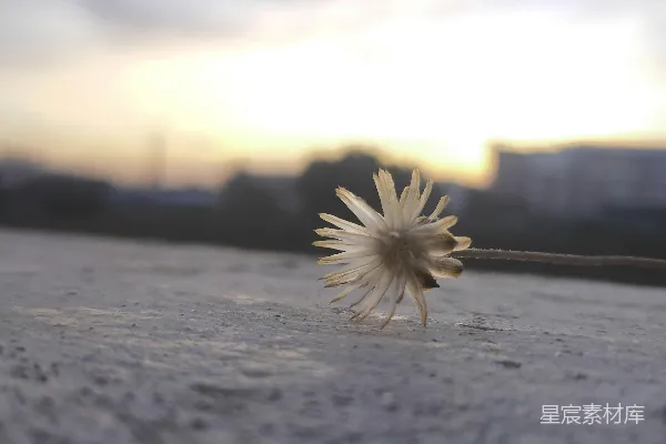 高清摄影 日落时的枯萎花朵