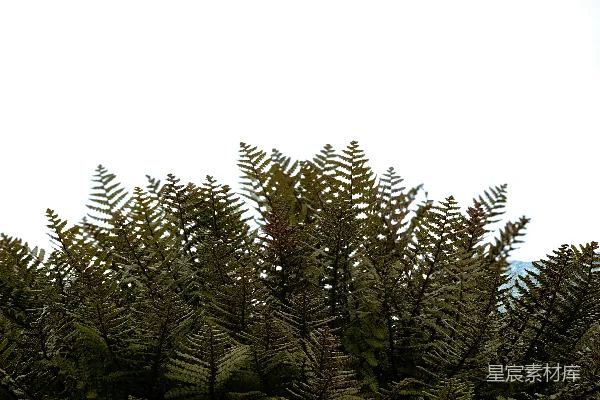高清摄影 蕨类植物的天空