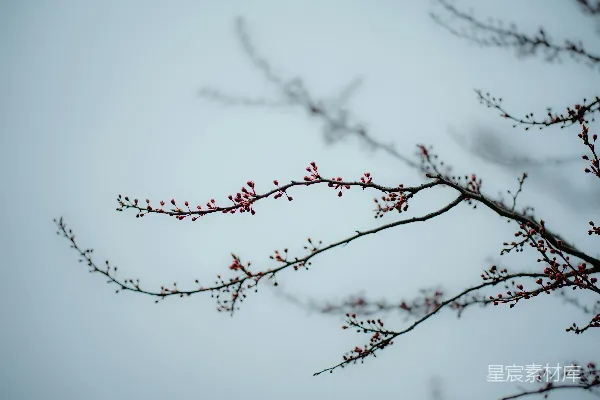 高清摄影 粉红花枝与天空