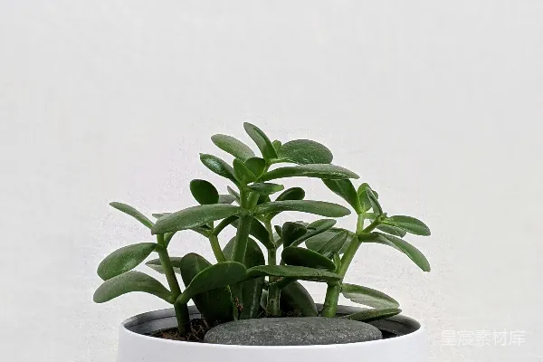 高清摄影 简约绿植盆景