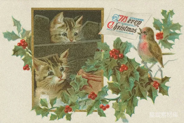 高清摄影 圣诞贺卡：猫咪与鸟儿
