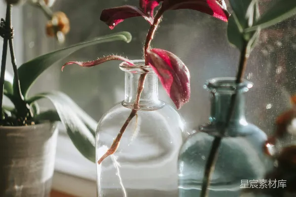 高清摄影 窗边的花瓶与绿植