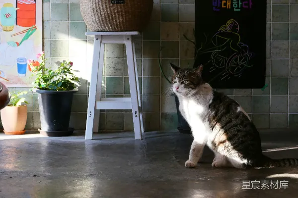 高清摄影 阳光下的猫咪与复古厨房