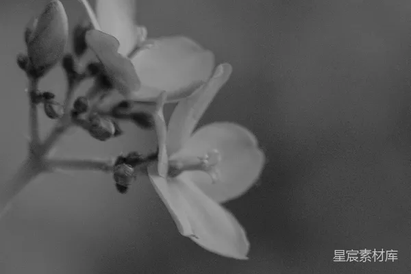 高清摄影 黑白花语
