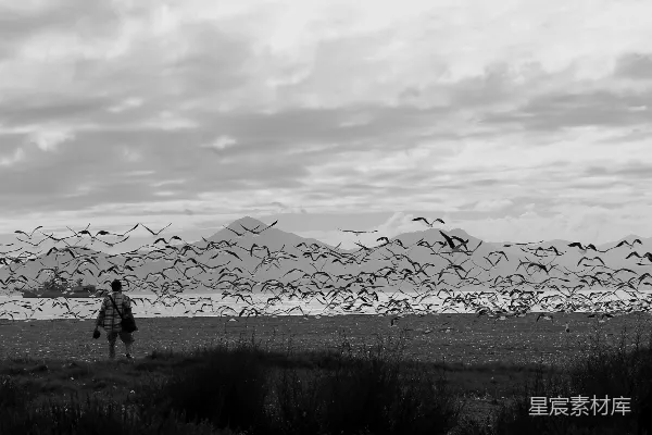 高清摄影 孤勇者与飞鸟