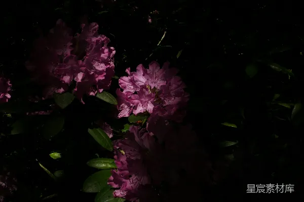 高清摄影 幽暗中的粉色花丛