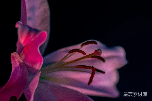 高清摄影 梦幻紫红色花朵特写