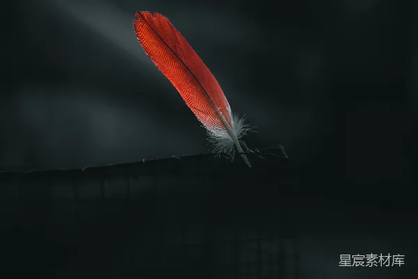 高清摄影 夜幕下的羽毛