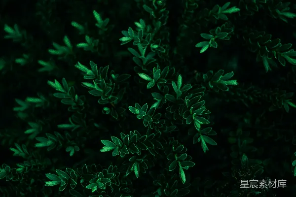 高清摄影 深绿植物特写