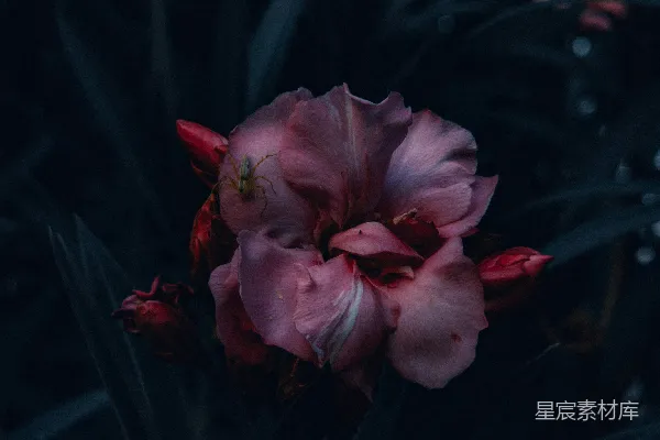 高清摄影 夜色中的花与蜘蛛