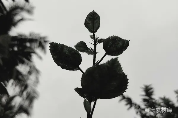 高清摄影 黑白色调的植物特写