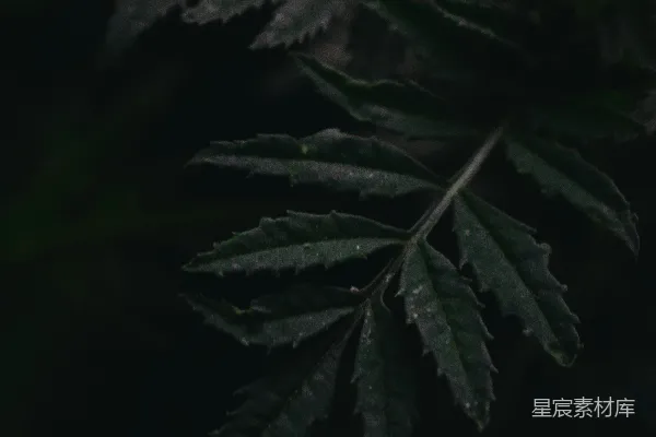 高清摄影 暗色调植物特写