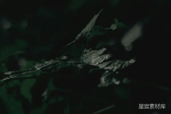 高清摄影 晨露中的绿叶