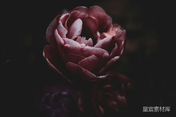 高清摄影 暗调玫瑰