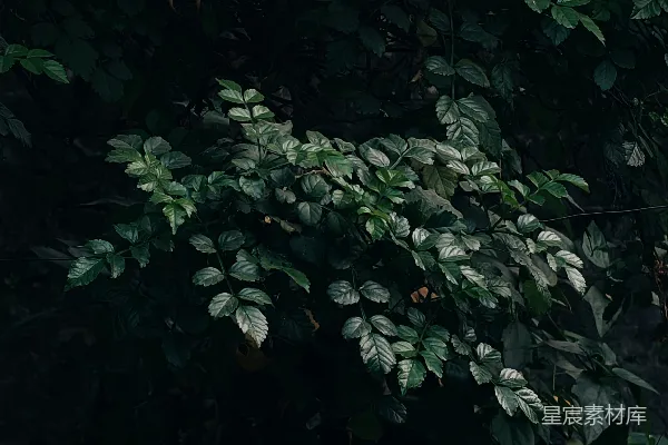 高清摄影 幽暗中的绿植