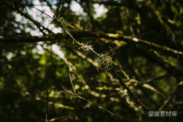 高清摄影 森林中的苔藓枝条