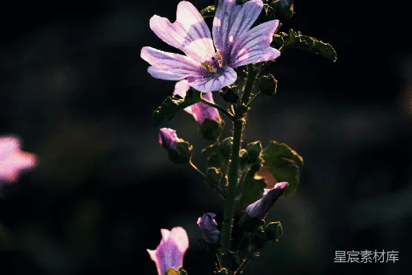 高清摄影 夕阳下的紫色花朵