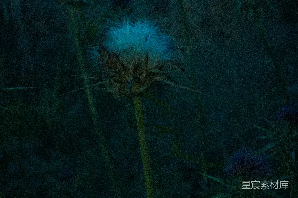 高清摄影 夜晚的野花