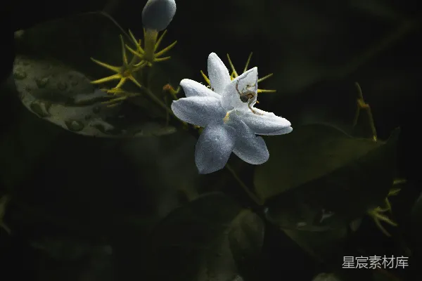 高清摄影 露珠中的白花