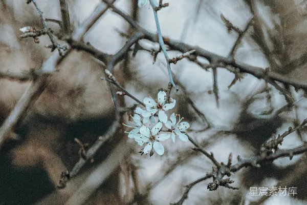 高清摄影 初春的树枝与白色花朵