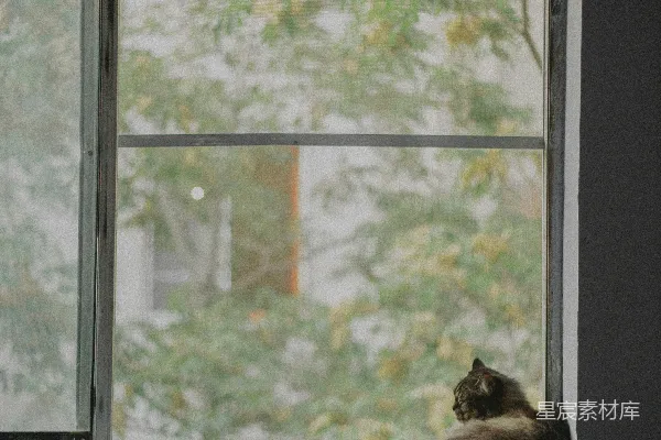 高清摄影 窗台上的猫